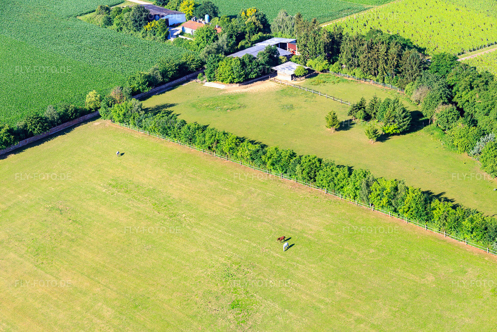Luftbild: Koppel von Trakehner-Friedrich in Minfeld im Bundesland Rheinland-Pfalz in Deutschland. Foto: IMG_083088.jpg vom 26.06.2015 durch Werner Riehm/FLY-FOTO.de