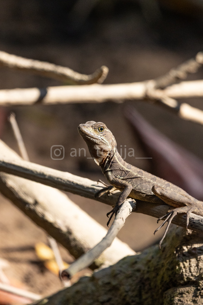 JB3A3097 | antonija-trupina - Realisiert mit Pictrs.com