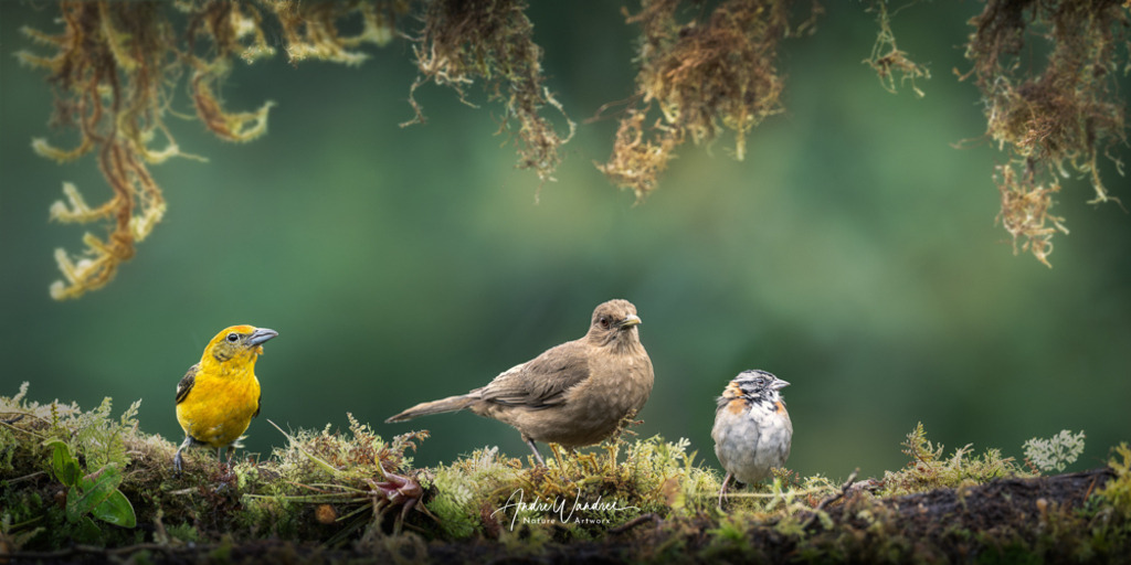 Singvögel von Costa Rica | Andre Wandrei - Nature Artworx - Realisiert mit Pictrs.com