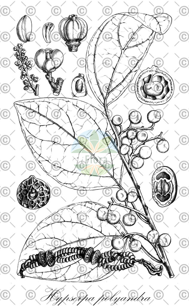 HistAbb_wfo-0000216421_1_ENZY_Simple | Historische Abbildung von Hypserpa polyandra - Menispermaceae | Historical Illustration of Hypserpa polyandra - Menispermaceae