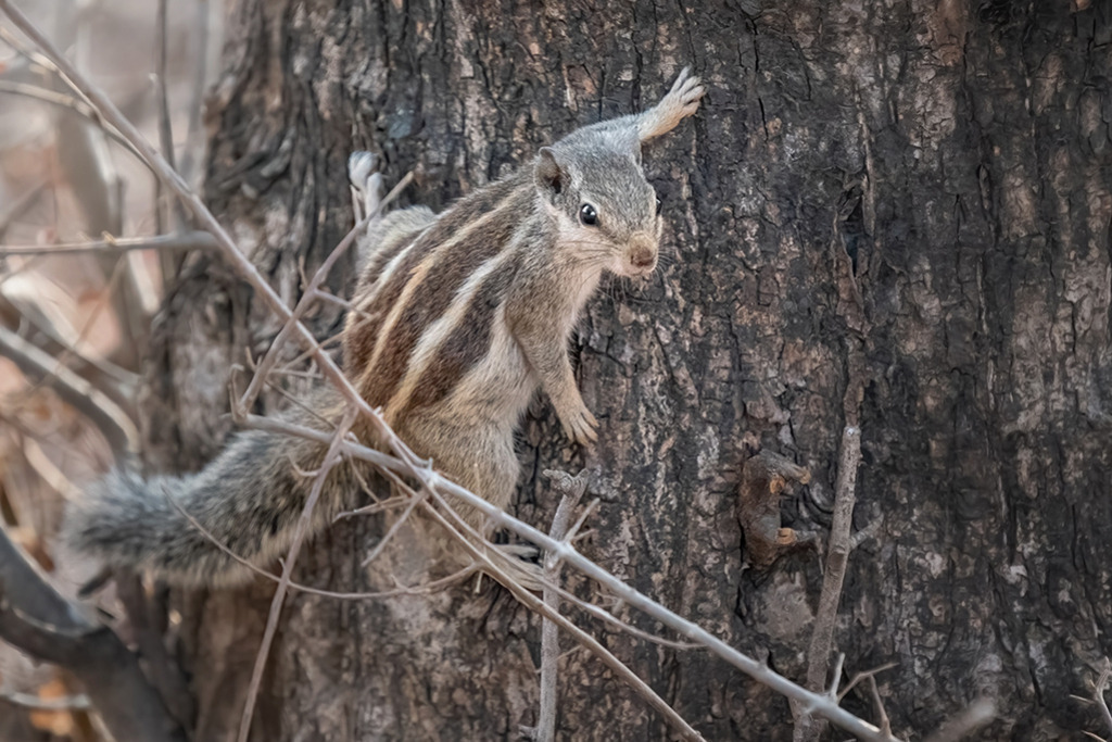 Eichhörnchen | Indien | WILD﻿﻿LIFE · NATURE | just﻿love · justSOMEWHERE · just poster | ﻿POSTER | LEINWAND | FINEART | HOLZDRUCK | FOREX-FOTODRUCK | ALU-DIBOND | ACRYLGLAS | WILD'N FREE | germany | the netherlands | kenya | vietnam | egypt | wildtiere | eichhörnchen - Realisiert mit Pictrs.com