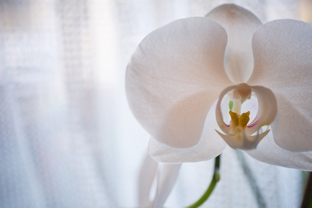 weisse Orchidee am Küchenfenster | Wien, Austria - February 28, 2023: weisse Orchidee am Küchenfenster. - Realisiert mit Pictrs.com