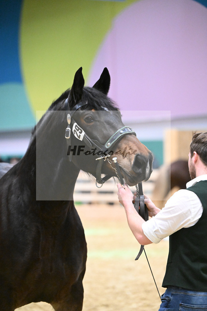 Kat-Nr. 29 Fiona v. Rupertiwinkel_Eham_1260432 | hf-fotografie - Realisiert mit Pictrs.com