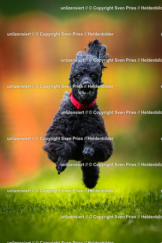 Sven Pries | 2025-09-21 - Hunderennen Baden-Oos - Realisiert mit Pictrs.com