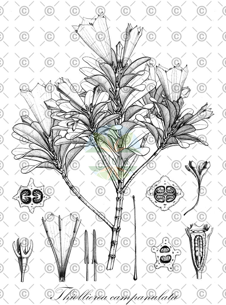 HistAbb_wfo-0000572360_1_ENZY_Simple | Historische Abbildung von Thiollierea campanulata - Rubiaceae | Historical Illustration of Thiollierea campanulata - Rubiaceae