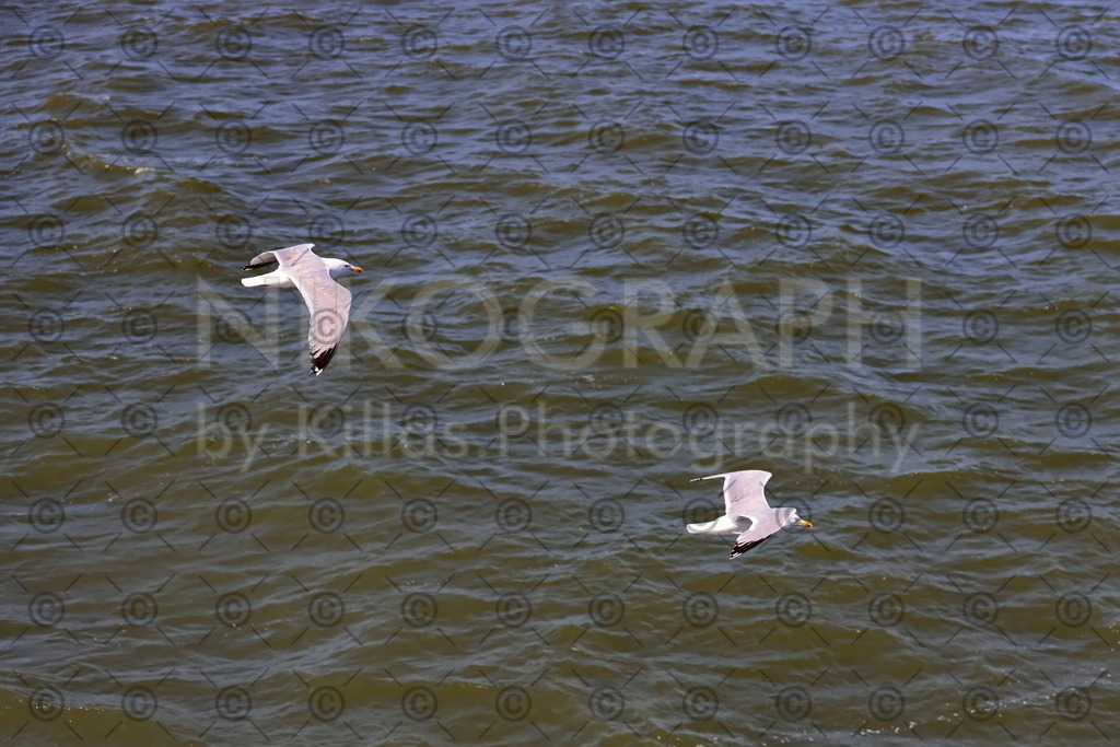 Möwenflug | Möwen im Formationsflug über der Nordsee.