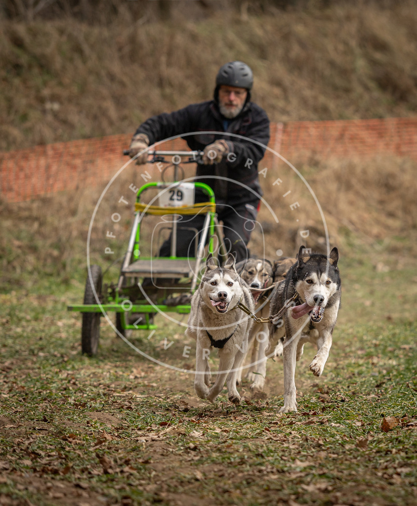 Pfotenfotografie_DV3A8384 | Hundefotografie, Tierfotograf, Pfotenfotografie, Fotoshooting Hund, Hunde Portrait, Hundesport, Hundeportraits, Heideshooting, Hunde, Sportfotograf, Hundefotograf, Turnierhundsport, THS,  - Realisiert mit Pictrs.com