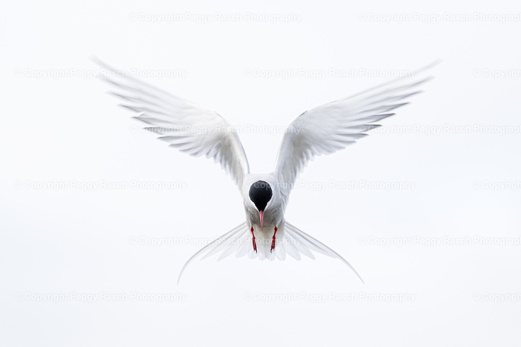 Küstenseeschwalbe | Küstenseeschwalbe - Realisiert mit Pictrs.com