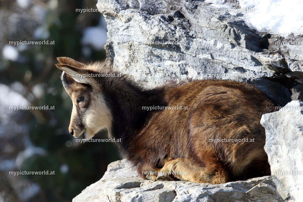 Gämse-025 | Das Bilderarchiv über Tiere, Planzen und Landschaften. In der Bilddatenbank finden Sie ein große Auswahl an hochwertigen Bilder für Ihre Werbung - Realisiert mit Pictrs.com