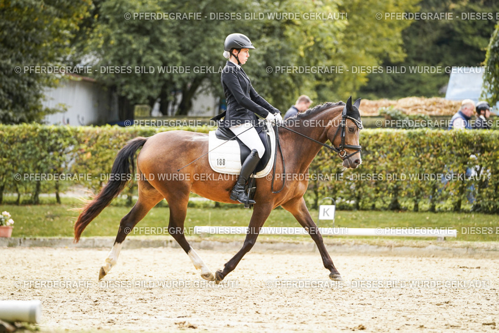 DSC01019 | Pferdegrafie