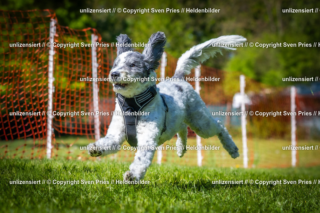 Hunderennen_April_2026_812 | 2026-04-26 - Hunderennen Baden-Oos April 2026 - Realisiert mit Pictrs.com