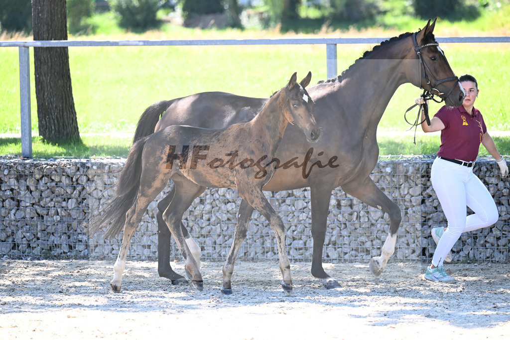 Kat-Nr. 4 Diathletico x Chacfly PS_HF_Leis_26250301 | hf-fotografie - Realisiert mit Pictrs.com