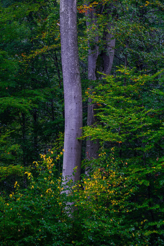 SilvanoPedrett_preview_Baum-3 | silvanopedrett - Realisiert mit Pictrs.com