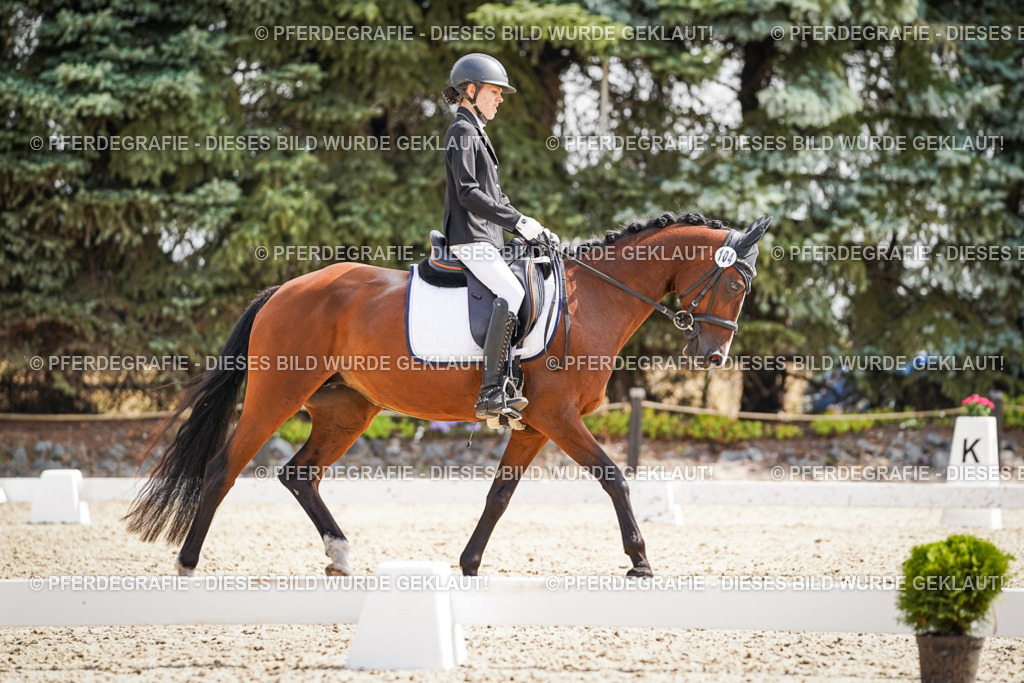 DSC08738 | Pferdegrafie