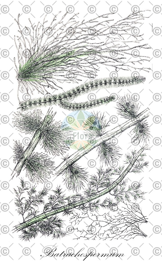 HistAbb_7NQL7_1_ENZY_Simple | Historische Abbildung von Batrachospermum - Batrachospermaceae (0) | Historical Illustration of Batrachospermum - Batrachospermaceae (0)