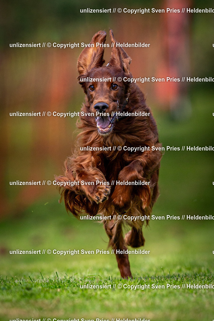 Sven Pries | 2024-09-22 - Hunderennen Baden-BadenPudelverein - Realisiert mit Pictrs.com