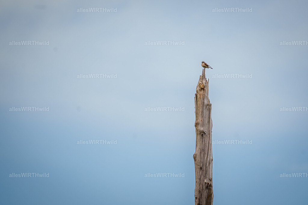 Daniel Wirth - www.allesWIRTHwild.de - Harz - 7IV07876 | Entdecke die faszinierende Welt der Natur- und Wildlife-Fotografie von Daniel und Bärbel. Inspirierende Bilder von wilden Tieren und kleinen Naturwundern.