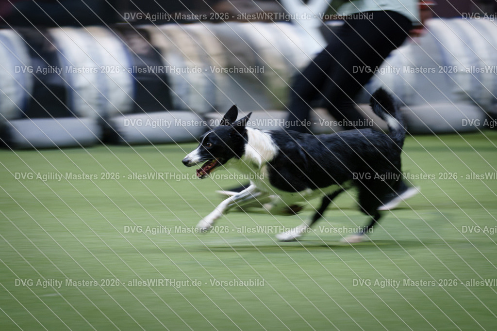 allesWIRTHgut_Tierfotografie-DVG_Agility_Masters_2026-16_18-7R507471 | Professionelle Tierfotografie in Mönchengladbach von Daniel Wirth (allesWIRTHgut). Liebevolle & natürliche Bilder von Hunden & Katzen für unvergessliche Erinnerungen.