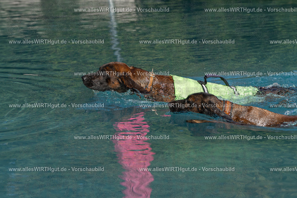 Hundeschwimmen_Volksbad_2026-allesWIRTHgut_Tierfotografie-2609061607-FAY07373 | Professionelle Tierfotografie in Mönchengladbach von Daniel Wirth (allesWIRTHgut). Liebevolle & natürliche Bilder von Hunden & Katzen für unvergessliche Erinnerungen.