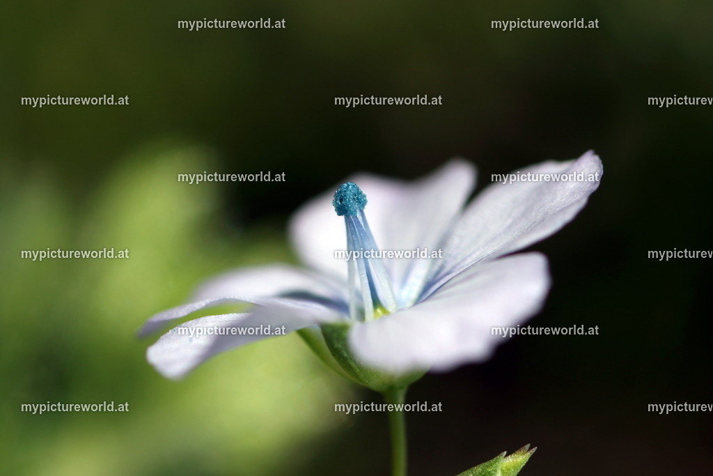 Zweijähriger Lein-004 | Das Bilderarchiv über Tiere, Planzen und Landschaften. In der Bilddatenbank finden Sie ein große Auswahl an hochwertigen Bilder für Ihre Werbung - Realisiert mit Pictrs.com