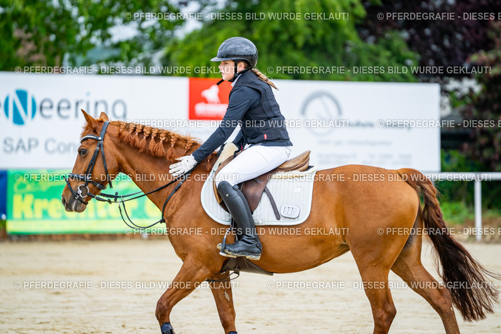 DSC01554 | Pferdegrafie