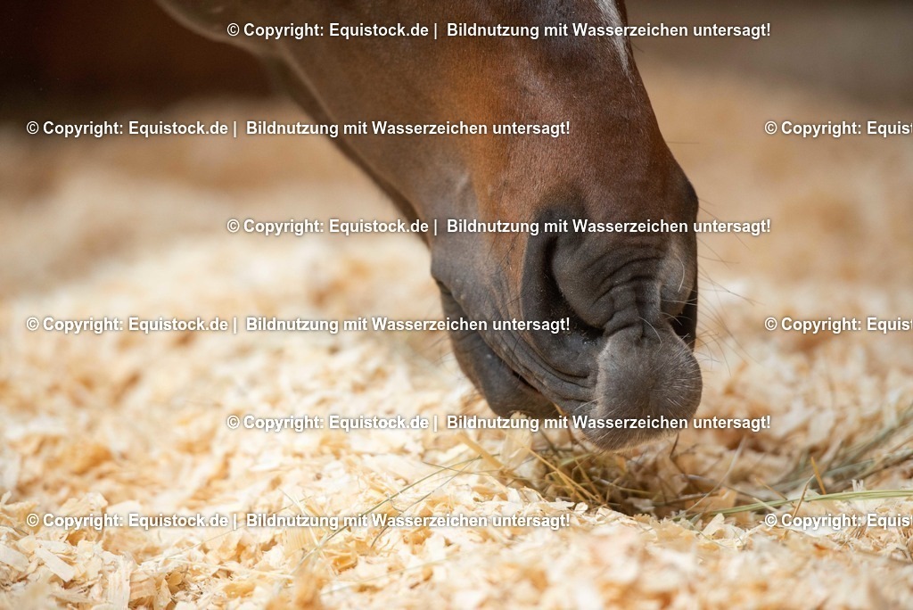 20190409_Einstreu_in_Pferdebox_0062 | Foto: Thomas Hartig