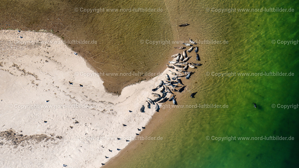 Sylt_List_Seehunde_ELS_8974130822 Zuschnitt | LIST 13.08.2022 Sandstrand- Landschaft des Uthörn mit einer Herde von Seehunden entlang des Küsten- Verlaufes der Nordsee in List auf der Insel Sylt im Bundesland Schleswig-Holstein, Deutschland. Weiterführende Informationen bei: Sylt Marketing GmbH. // Sandy beach landscape of the Uthoern with a herd of seals along the coast of the North Sea in List on the island of Sylt in the state Schleswig-Holstein, Germany. Further information at: Sylt Marketing GmbH. Foto: Martin Elsen