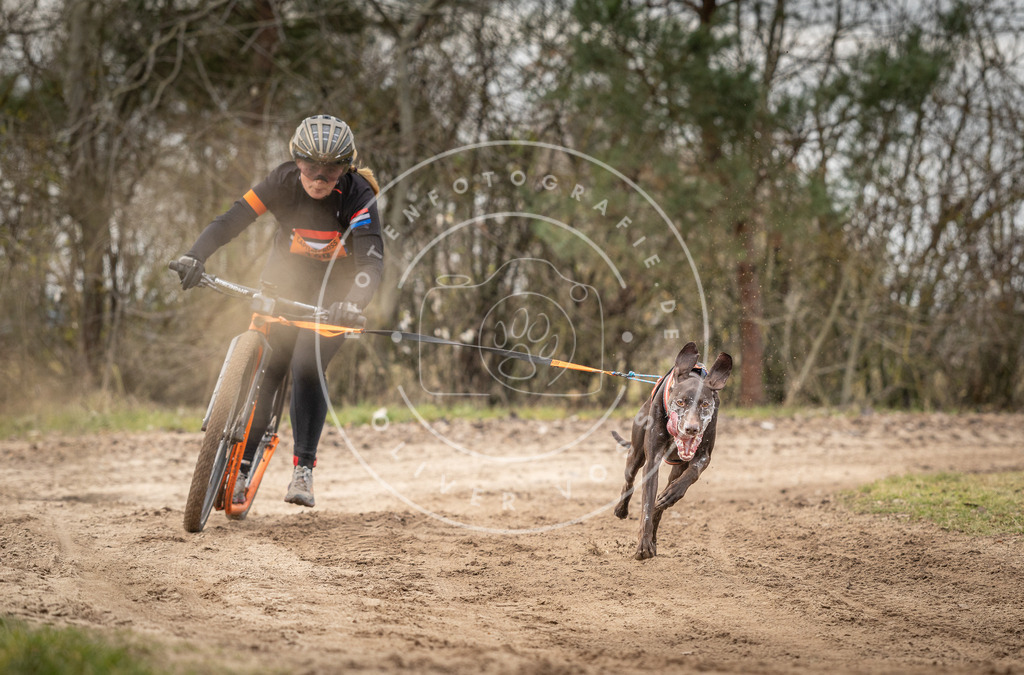 Pfotenfotografie_DV3A9343 | Hundefotografie, Tierfotograf, Pfotenfotografie, Fotoshooting Hund, Hunde Portrait, Hundesport, Hundeportraits, Heideshooting, Hunde, Sportfotograf, Hundefotograf, Turnierhundsport, THS,  - Realisiert mit Pictrs.com