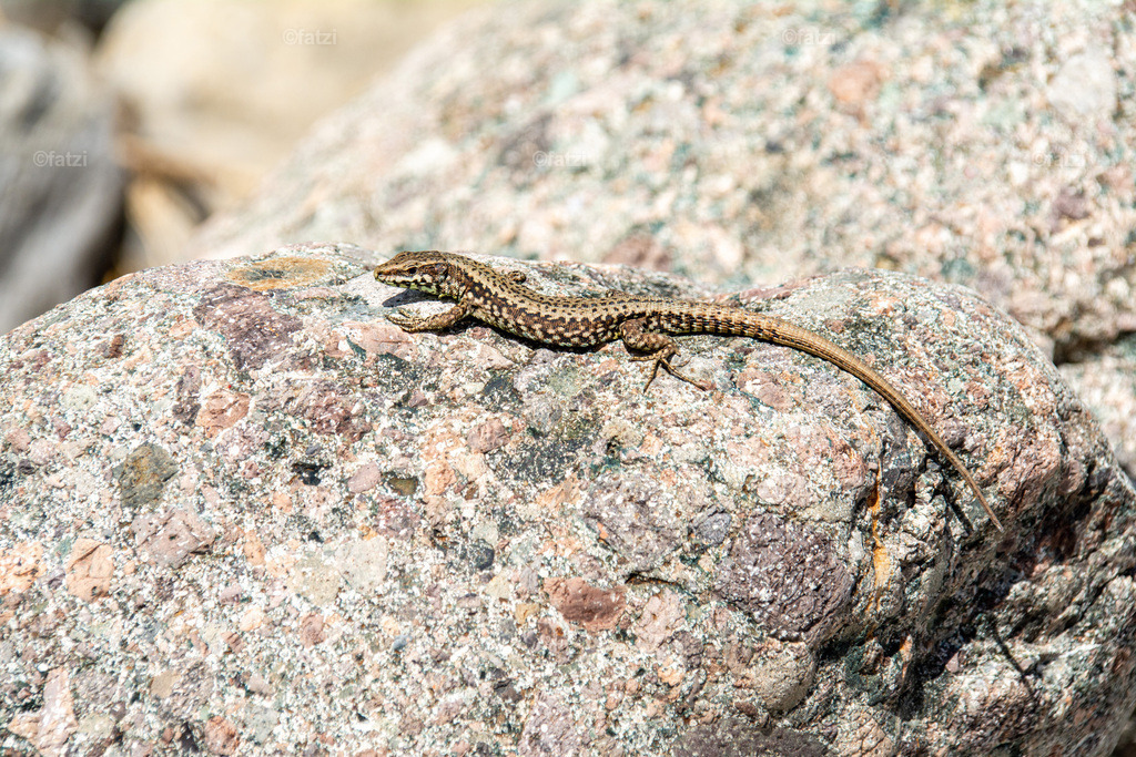 Mauereidechse _fatzi_20210516-103700 (1) _fatzi | Fatzi Bilder-Archiv! 
Die Bilder sind für private Nutzung lizenzfrei. Die kommerzielle Nutzung ist möglich und erwünscht, jedoch bitte ich um vorherige Kontaktaufnahme per E-Mail (info@fatzi.at) oder unter +43 650 7828269 - Realisiert mit Pictrs.com
