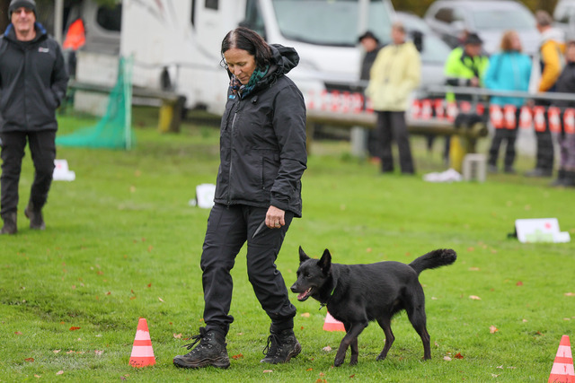 2025_Rally_Obedience_SM-85 | Ich fotografiere Hundeausstellungen, Sportanlässe, Zuchtstätten, Hundezucht, Hundeportrait, Lagotto - Realisiert mit Pictrs.com