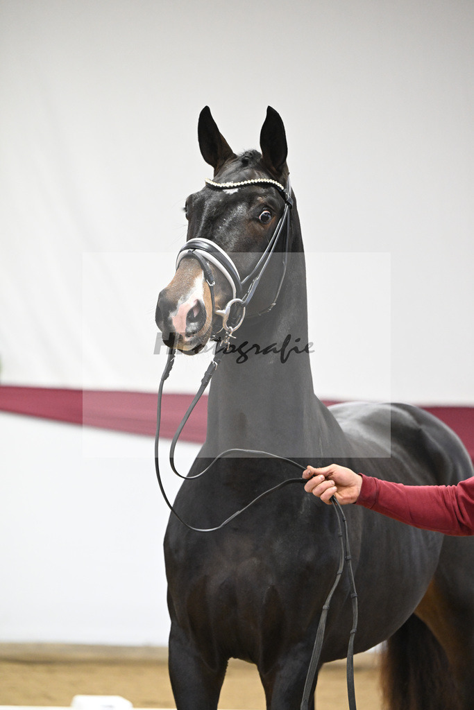 Kat-Nr. 31 In My Mind x Fidertanz_Uwe Kraft_47251039 | hf-fotografie - Realisiert mit Pictrs.com