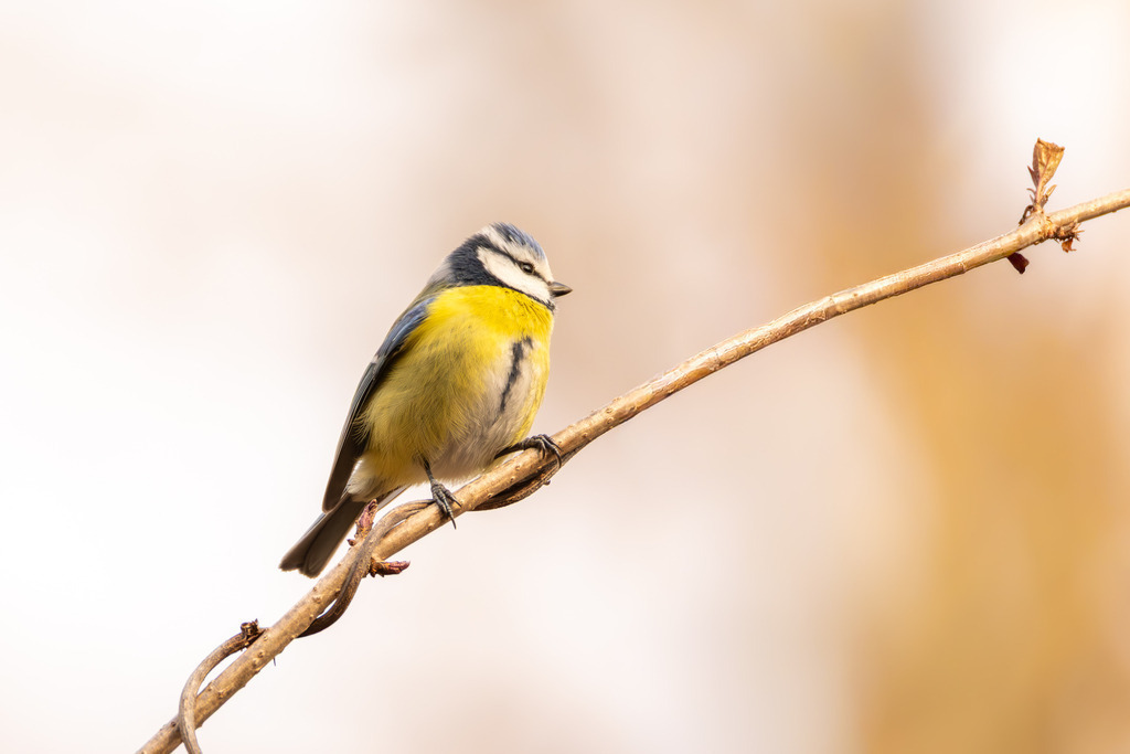 Die Blaumeise | Die Blaumeise ist ein kleiner, aber auffälliger Singvogel aus der Familie der Meisen. Sie zählt zu den häufigsten und beliebtesten Gartenvögeln in Europa und ist bekannt für ihre geringe Scheu gegenüber dem Menschen. Mit ihrem lebhaften Wesen und ihrer erstaunlichen Geschicklichkeit, besonders bei der Nahrungssuche, bereichert sie Parks, Wälder und Gärten gleichermaßen. Ihre Anpassungsfähigkeit an verschiedene Lebensräume und ihre ganzjährige Anwesenheit machen sie zu einem vertrauten Anblick, vor allem an winterlichen Futterstellen. - Realisiert mit Pictrs.com