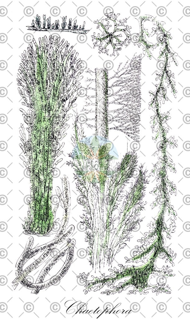 HistAbb_7NXH9_1_ENZY_Simple | Historische Abbildung von Chaetophora - Chaetophoraceae (0) | Historical Illustration of Chaetophora - Chaetophoraceae (0)
