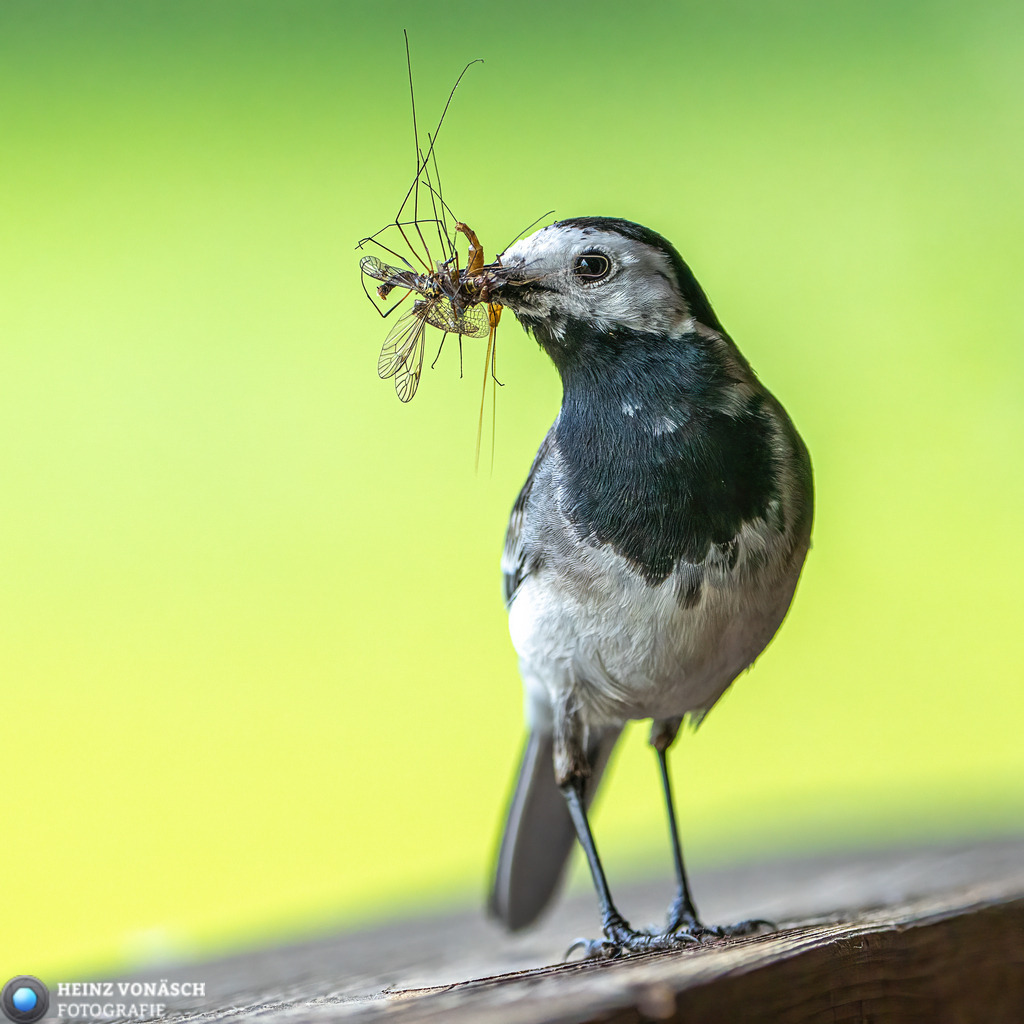 Tiere_0010 | Alle Bilder von Heinz Vonäsch Fotografie können alle zu günstigen Preisen gekauft werden! Download der Bilder, Ausdrucke, Postkarten, Tassen T-Shirts, Kalender, Alu- Dibond usw. - Realisiert mit Pictrs.com