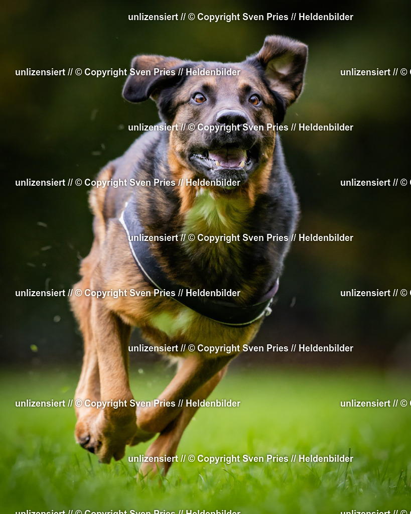 Sven Pries | 2024-10-19 - Hunderennen Ober-Grombach - Realisiert mit Pictrs.com