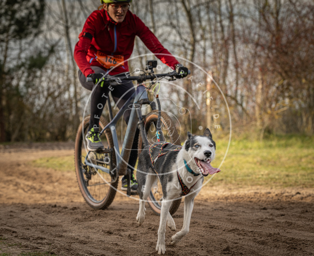 Pfotenfotografie_DV3A8737 | Hundefotografie, Tierfotograf, Pfotenfotografie, Fotoshooting Hund, Hunde Portrait, Hundesport, Hundeportraits, Heideshooting, Hunde, Sportfotograf, Hundefotograf, Turnierhundsport, THS,  - Realisiert mit Pictrs.com