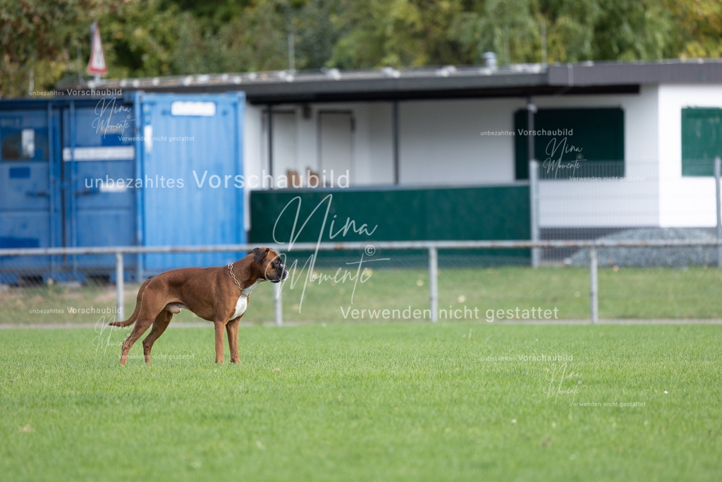 _16A6740 | Einzigartige Fotos von Hunden & Menschen –Actionfotos, Portraits, Vereinsaufnahmen & Paarshootings – authentisch, lebendig & mit Herz.