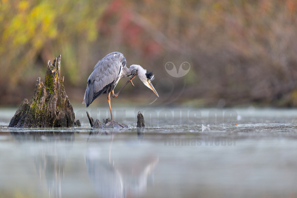 _5NF5138_20250813 | Ein Graureiher (Ardea cinerea) steht auf einem moosbewachsenen Baumstumpf, der aus dem ruhigen Wasser ragt. Der Vogel kratzt sich mit einem seiner orangefarbenen Füße am Kopf, wobei sein langer, gelber Schnabel nach unten zeigt. Das Wasser spiegelt den Himmel und die Umgebung wider, während im unscharfen Hintergrund herbstliche Bäume in Gelb-, Grün- und Brauntönen zu erkennen sind. - Realisiert mit Pictrs.com