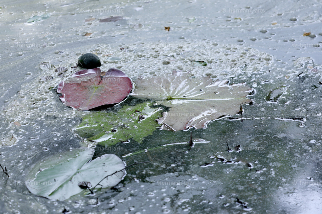 Bagno_09_07_24_DPP-62 | Photo Foto Kunst Art schwarzweiss Bilder Rheine Münster Berlin Blumen 