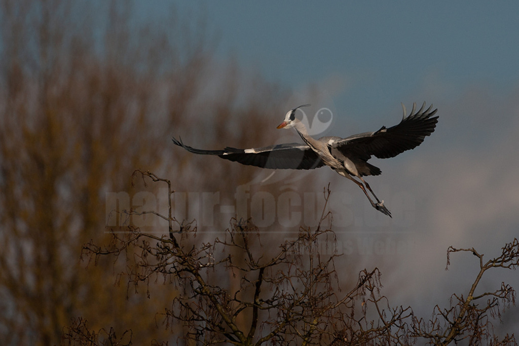 20080314_16370715784 | Der Graureiher (Ardea cinerea), auch Fischreiher genannt, ist eine Vogelart aus der Ordnung Pelecaniformes. Er ist in Eurasien und Afrika weit verbreitet und häufig. Weltweit werden vier Unterarten unterschieden. In Mitteleuropa ist er mit der Nominatform Ardea cinerea cinerea vertreten. - Realisiert mit Pictrs.com