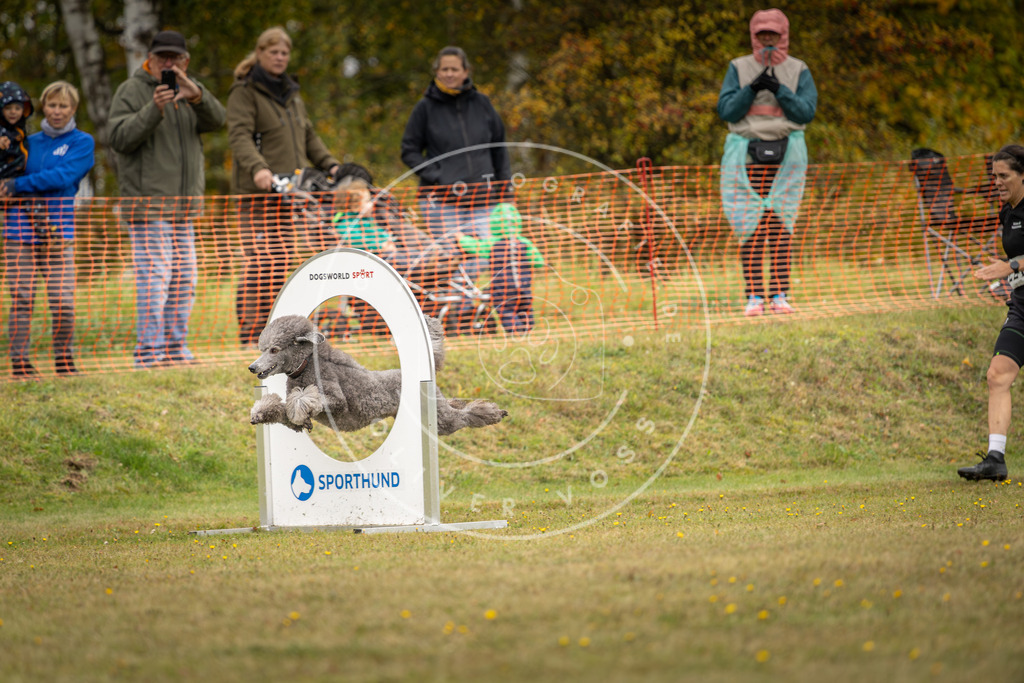 Pfotenfotografie_DV3A4495 | Hundefotografie, Tierfotograf, Pfotenfotografie, Fotoshooting Hund, Hunde Portrait, Hundesport, Hundeportraits, Heideshooting, Hunde, Sportfotograf, Hundefotograf, Turnierhundsport, THS,  - Realisiert mit Pictrs.com