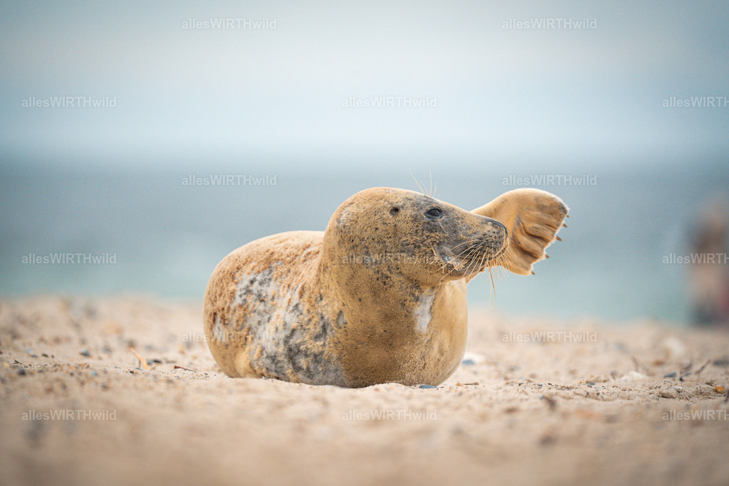 allesWIRTHwild.de - 7IV04781 | Entdecke die faszinierende Welt der Natur- und Wildlife-Fotografie von Daniel und Bärbel. Inspirierende Bilder von wilden Tieren und kleinen Naturwundern.