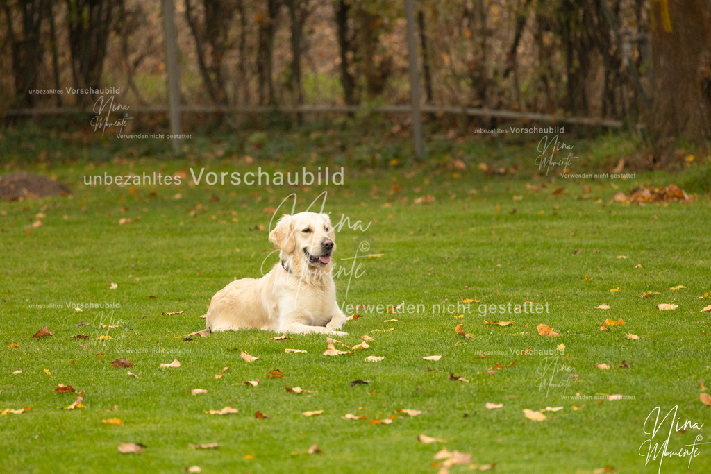 _16A0638 | Einzigartige Fotos von Hunden & Menschen –Actionfotos, Portraits, Vereinsaufnahmen & Paarshootings – authentisch, lebendig & mit Herz.