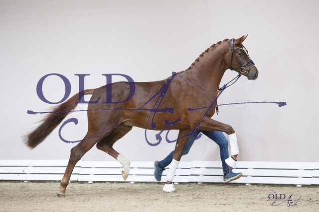 Dynamic Dream _ Bordeaux - Sir Donnerhall I 149 DE433330510321 DSC_6924_s | <meta name="description" content="★Offizieller Merchandise und Foto-/Videostore des Oldenburger Verbandes.★ ✅Jetzt auch digital Ausdrucke erhältlich." />
<meta name="keywords" content="Merchandise Foto-/Videostore Oldenburger Verband Photographie 