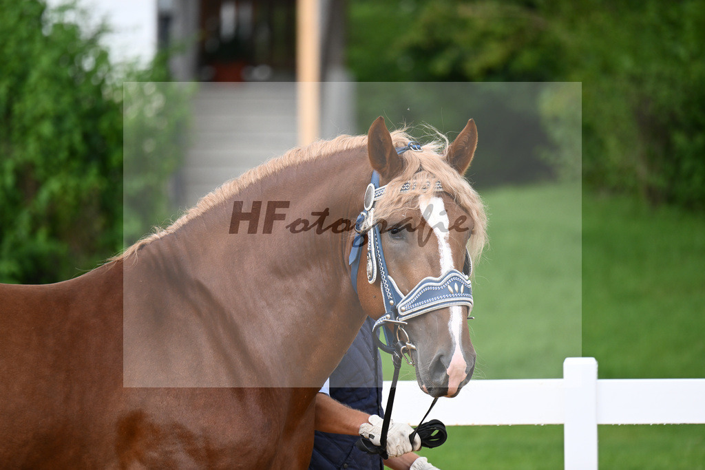 Rivaldo_27140179 | hf-fotografie - Realisiert mit Pictrs.com