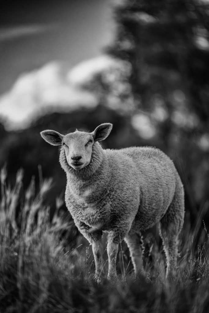 2025_07_29_HETLINGER SCHANZE_MCP0120 sw | Hochwertig gedruckte Fotografien für die Wand, als Kalender und zum Verschenken. Hamburg & Norddeutschland und überall wo ich mit der Kamera unterwegs war.