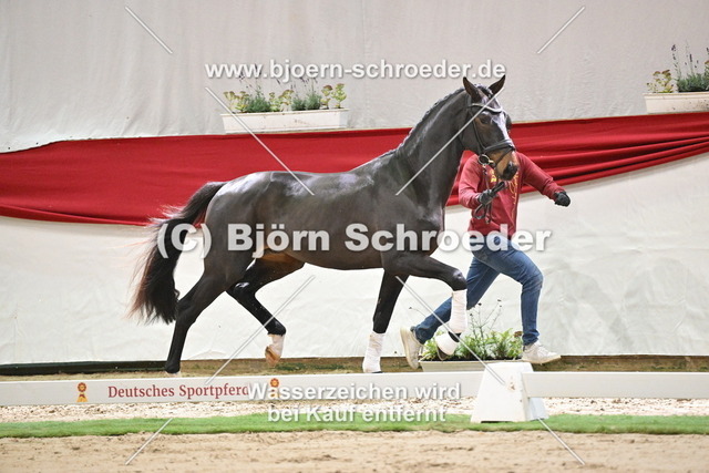 095_Rockdale - Fürst William_960_0023 | Björn Schroeder Pferdefotografie