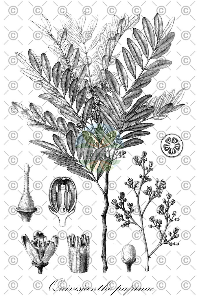 HistAbb_wfo-0000895627_1_ENZY_Simple | Historische Abbildung von Quivisianthe papinae - Meliaceae | Historical Illustration of Quivisianthe papinae - Meliaceae