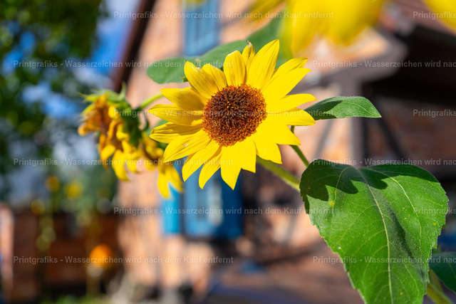 Sonnenblume im Sommerlicht | Leuchtende Sonnenblume im warmen Sommerlicht vor weich verschwommenem Hintergrund. Die kräftigen Farben, das frische Grün und die helle Blüte vermitteln eine freundliche, natürliche und lebendige Stimmung. - Realisiert mit Pictrs.com