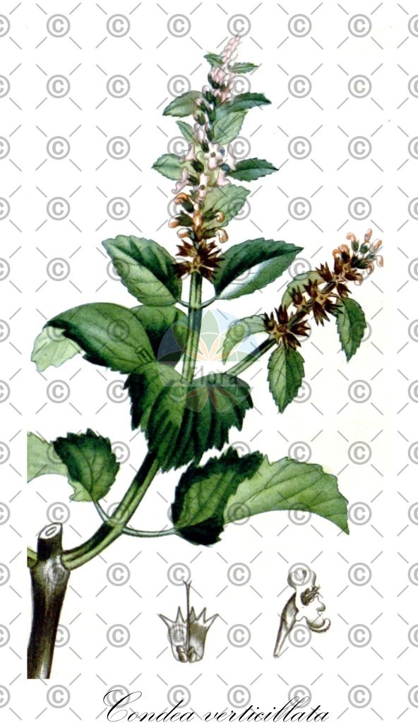 HistAbb_wfo-0001333563_2_ENZY_Simple | Historische Abbildung von Condea verticillata - Lamiaceae | Historical Illustration of Condea verticillata - Lamiaceae